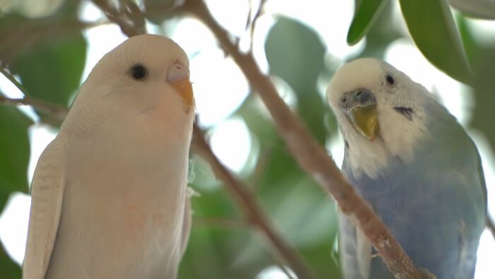 Man Finds An Abandoned Parrot Egg And Hatches It Into An Adorable Budgie Man Finds An Abandoned Parrot Egg And Hatches It Into An Adorable Budgie
