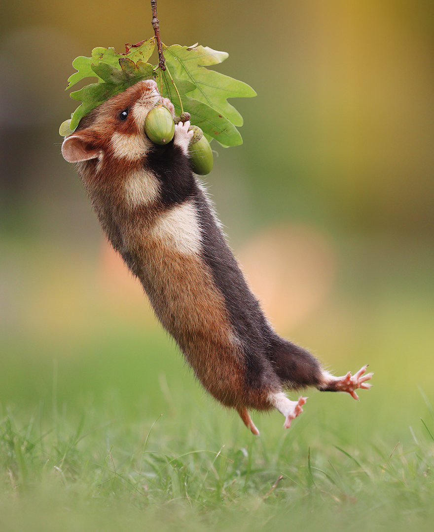 Austrian Wildlife Photographer Captures Nature’s Magical Moments (35 Pics)