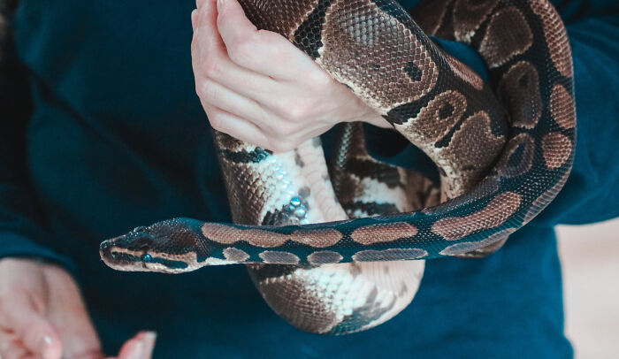 Person holding a snake highlighting interesting facts people didn’t learn at school in a close-up view.