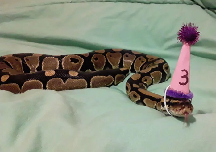  "Snek Wear Hat For 3rd Hatchday!"