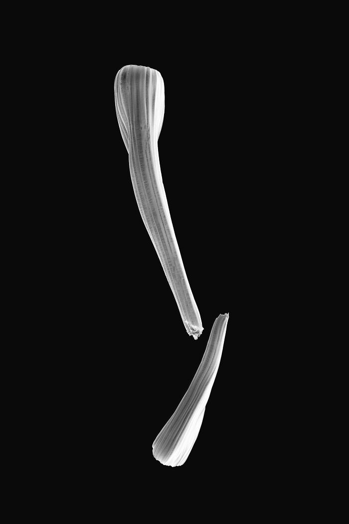 Pathology Atlas (Science, 1st Place)