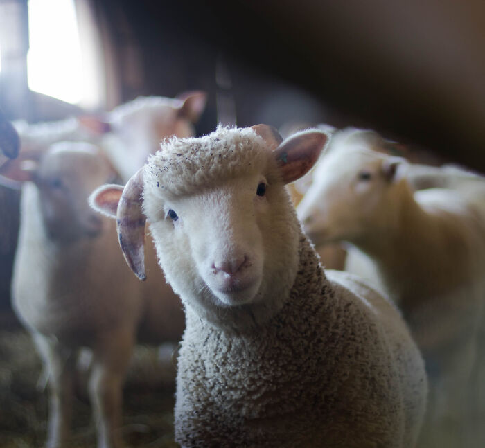 Close-up of a sheep with curved horns inside a barn, illustrating interesting facts people didn’t learn at school.