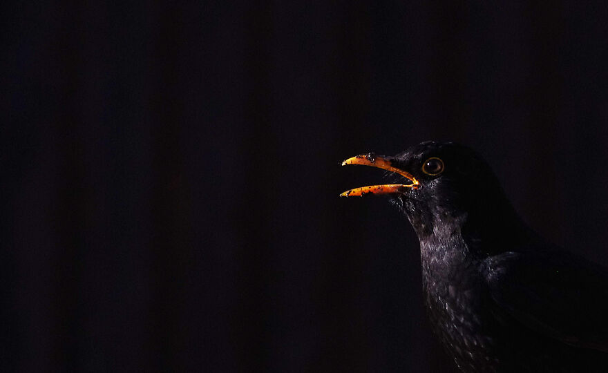 Blackbird On A Black Background