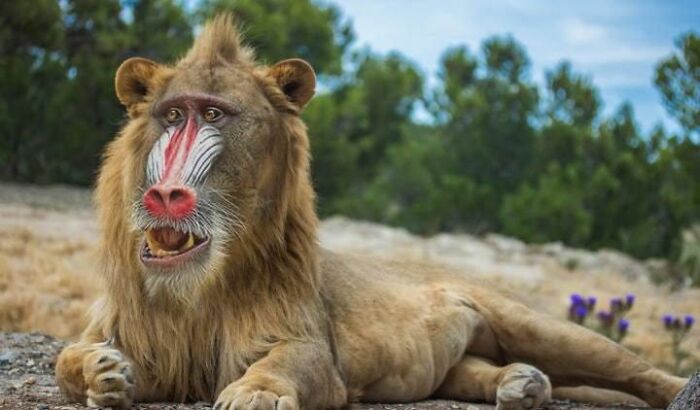 If Nala Fell In Love With Rafiki Instead Of Simba