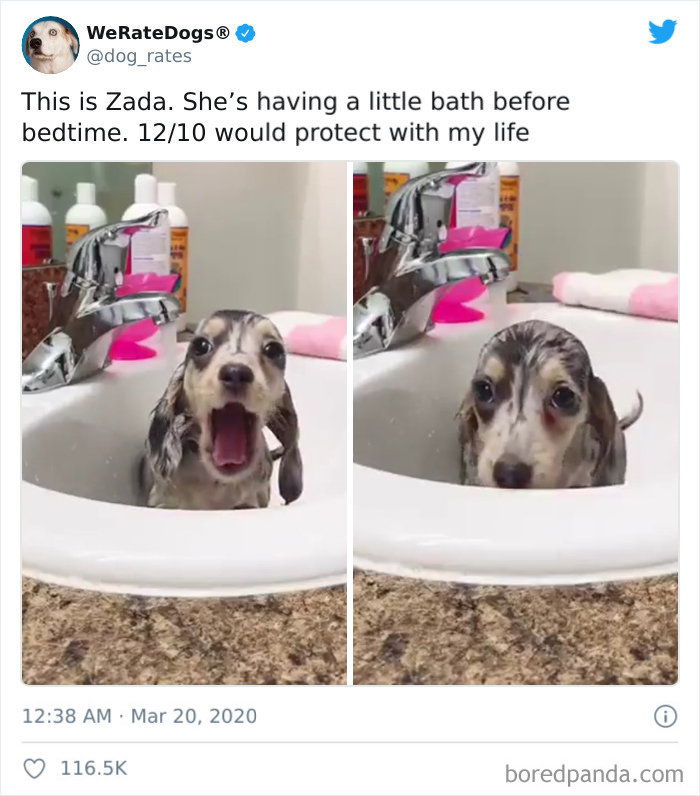 We-Rate-Dogs-Twitter