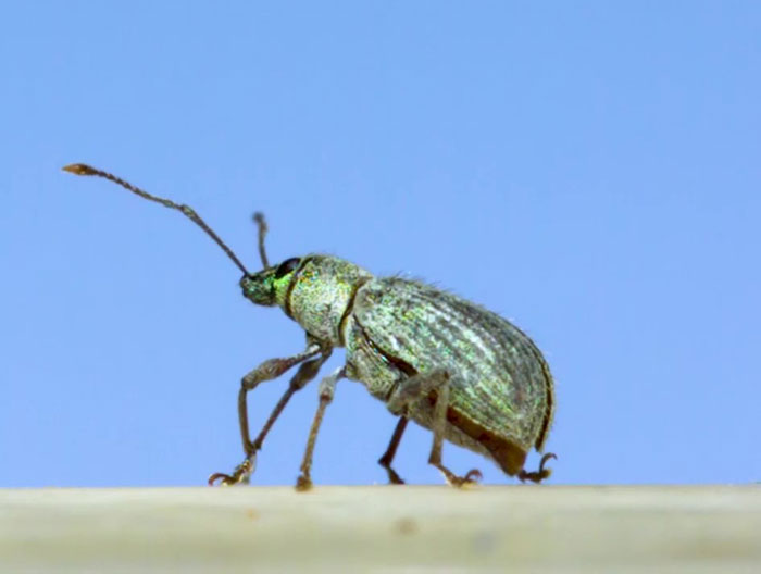 Here’s What These 11 Insect Species Look Like Flying In Slow Motion And Some Of Them Look Hilariously Derpy