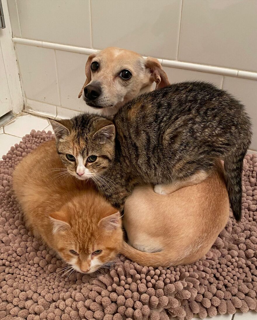 Dog Takes Shy Kittens Under Her Wing While They Build Up Courage To Interact With People Dog Takes Shy Kittens Under Her Wing While They Build Up Courage To Interact With People