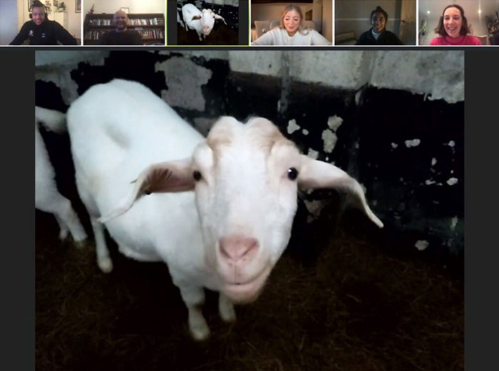 Farm Rents Their Goats For Zoom Conference Calls For $7/5 mins, Raises $68k Farm Rents Their Goats For Zoom Conference Calls For $7/5 mins, Raises $68k
