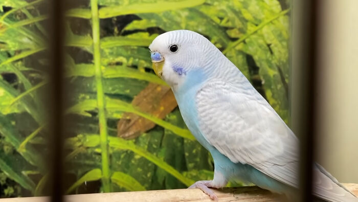 Man Finds An Abandoned Parrot Egg And Hatches It Into An Adorable Budgie Man Finds An Abandoned Parrot Egg And Hatches It Into An Adorable Budgie