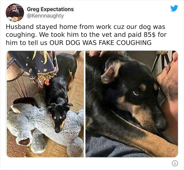 Dog Intentionally Fake Coughs To Get More Attention, If This Isn’t Intelligent Behaviour I Don’t Know What Is