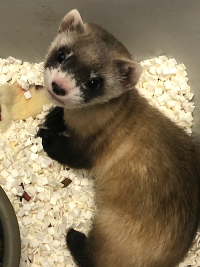 Scientists Successfully Clone A Ferret That Died In 1988, And This Might Be A Way Of Protecting Endangered Species Scientists Successfully Clone A Ferret That Died In 1988, And This Might Be A Way Of Protecting Endangered Species