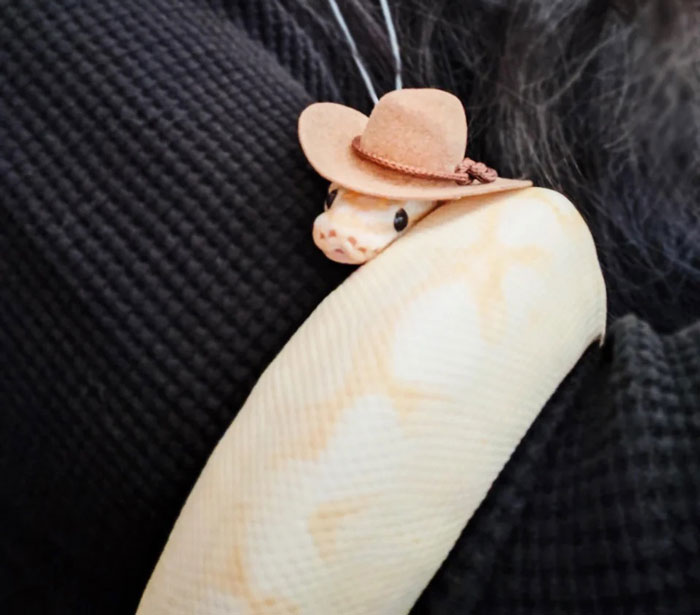 Snake wearing a tiny cowboy hat wrapped around a dark textured surface, highlighting the quirky snake hats trend.