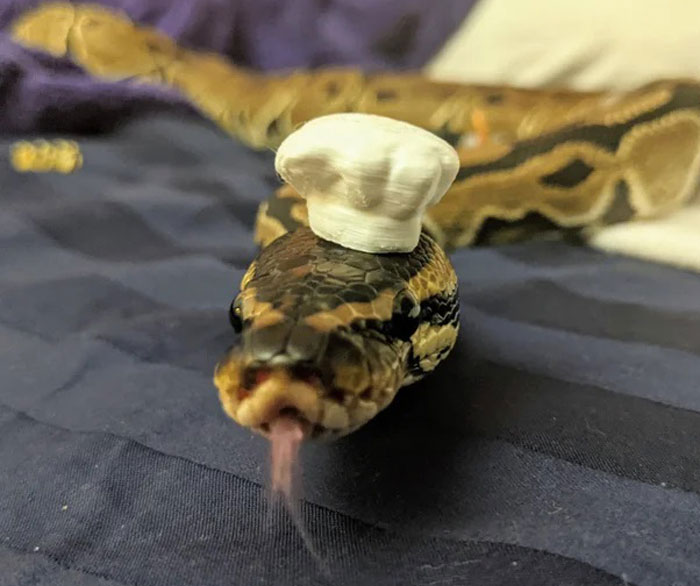Snake wearing a small white hat, part of a fun community trend celebrating snakes in hats.