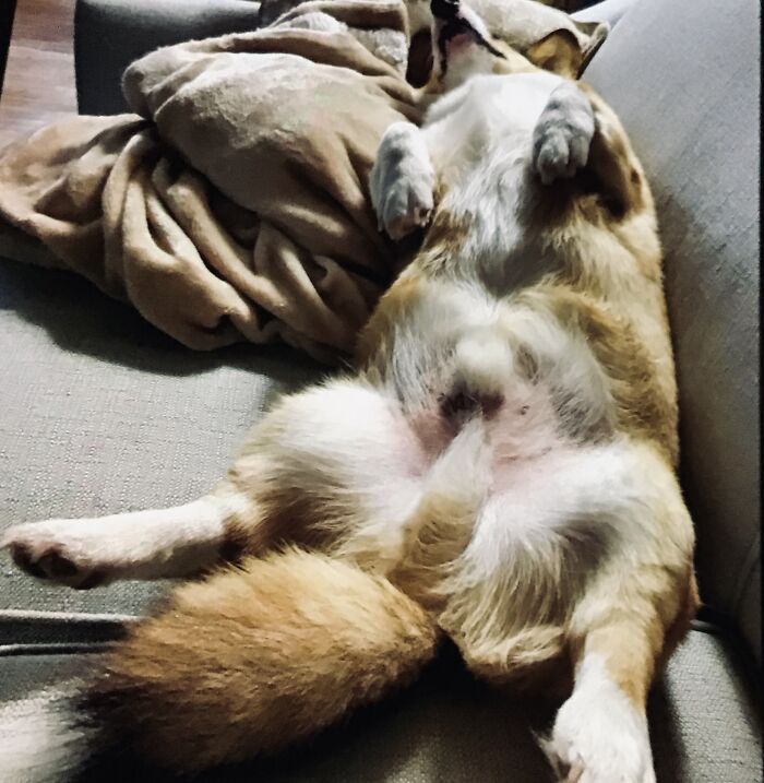 My Baby Seamus Corgi