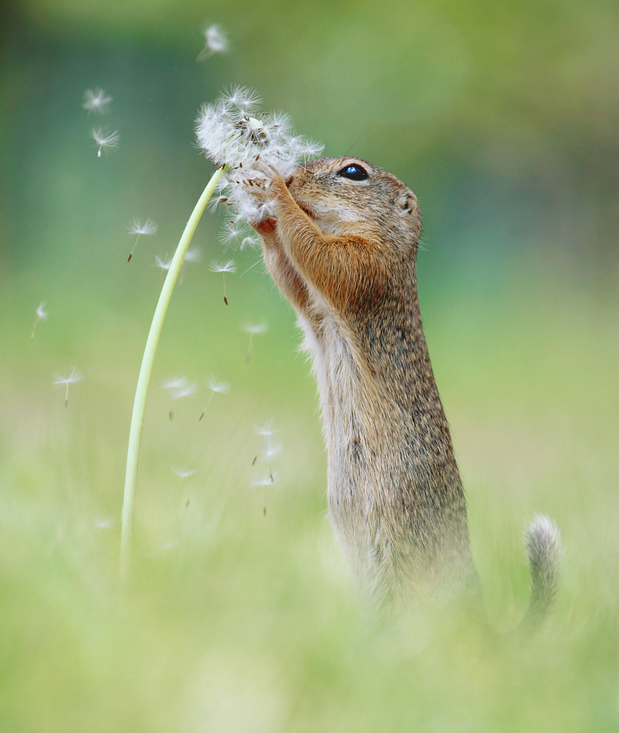 Austrian Wildlife Photographer Captures Nature’s Magical Moments (35 Pics)