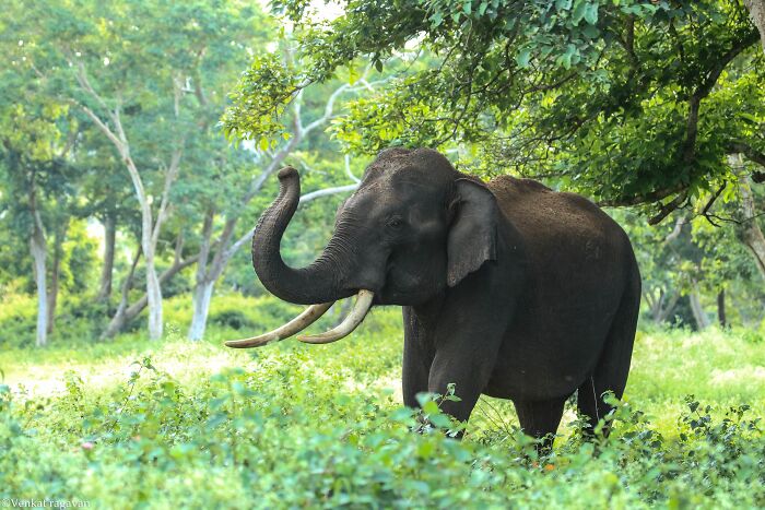 Elephant with raised trunk in a lush green forest, illustrating fascinating animals in today I learned interesting facts.