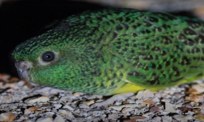 Close-up of a green bird with patterned feathers resting on a rocky surface in an interesting facts collection.