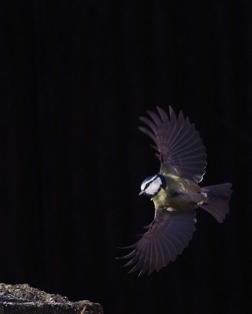 Blue Tit Coming In To Land