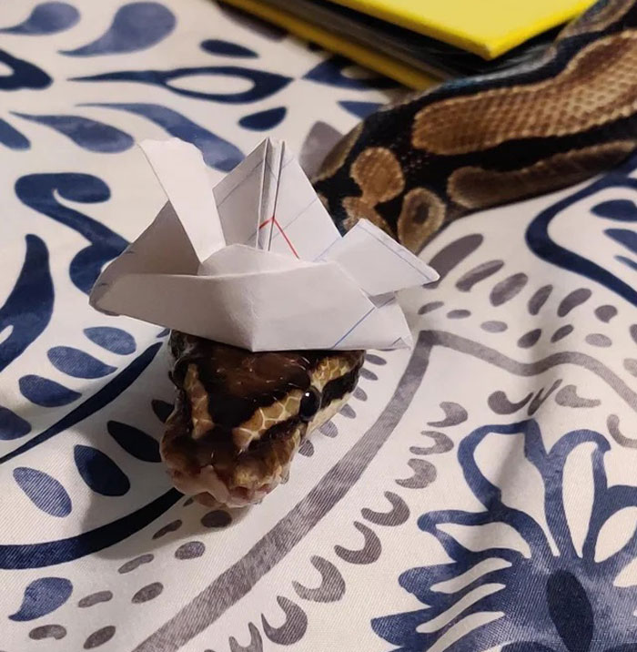 Snake wearing a paper hat on a patterned surface, part of a hat-on-snakes trend.