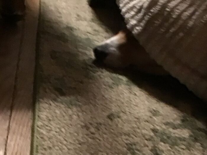 Gotta Have The Long Snoot Kept Nice And Cool