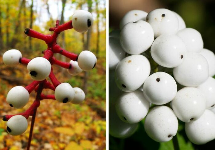 14 Strange Plants That Prove We Could Be Living On A Alien Planet