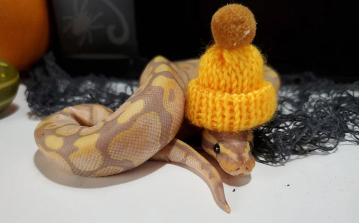 Snake wearing a knitted yellow hat, coiled on a table, showcasing the charming community trend of hats on snakes.