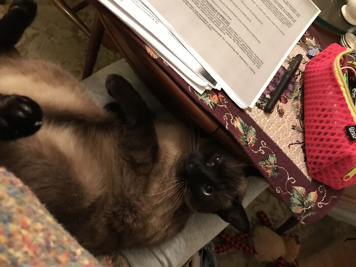 On My Lap, When I Am Trying To Do Hw