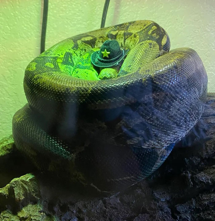 Snake wearing a small hat with a star, coiled on a rock under green light, celebrating snake fashion.