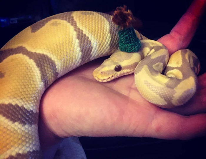  "Norbert Is Beyond Adorable In This Tiny Had I Crocheted"