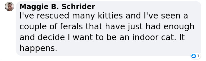 This Feral Cat Decided She Wanted To Live With Humans, So She Invited Herself Inside And Never Left This Feral Cat Decided She Wanted To Live With Humans, So She Invited Herself Inside And Never Left