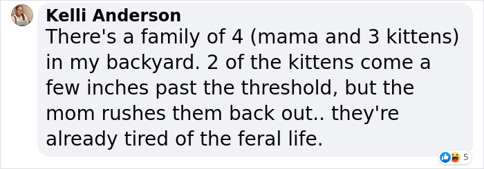This Feral Cat Decided She Wanted To Live With Humans, So She Invited Herself Inside And Never Left This Feral Cat Decided She Wanted To Live With Humans, So She Invited Herself Inside And Never Left