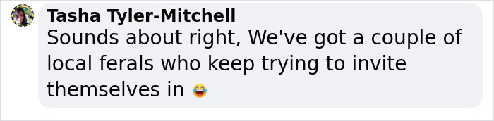 This Feral Cat Decided She Wanted To Live With Humans, So She Invited Herself Inside And Never Left This Feral Cat Decided She Wanted To Live With Humans, So She Invited Herself Inside And Never Left