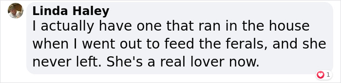 This Feral Cat Decided She Wanted To Live With Humans, So She Invited Herself Inside And Never Left This Feral Cat Decided She Wanted To Live With Humans, So She Invited Herself Inside And Never Left