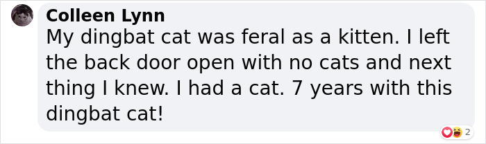This Feral Cat Decided She Wanted To Live With Humans, So She Invited Herself Inside And Never Left This Feral Cat Decided She Wanted To Live With Humans, So She Invited Herself Inside And Never Left