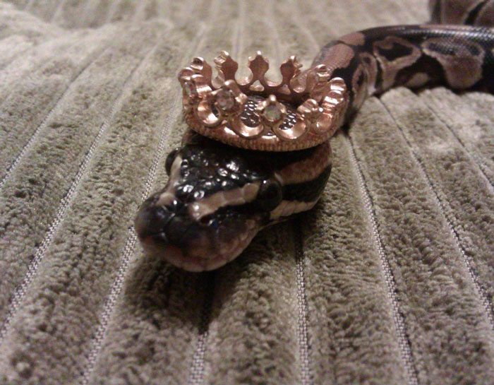 Snake wearing a small crown hat on a textured surface, part of a community trend celebrating hats on snakes.