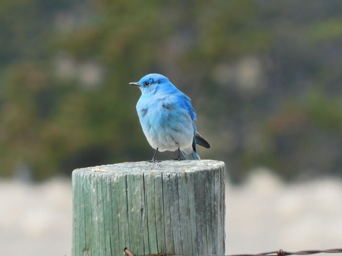 Montana. Little Bird I Saw Driving.