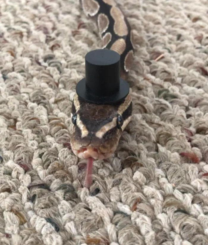A snake wearing a small top hat on a textured carpet, showcasing the unique trend of hats on snakes.
