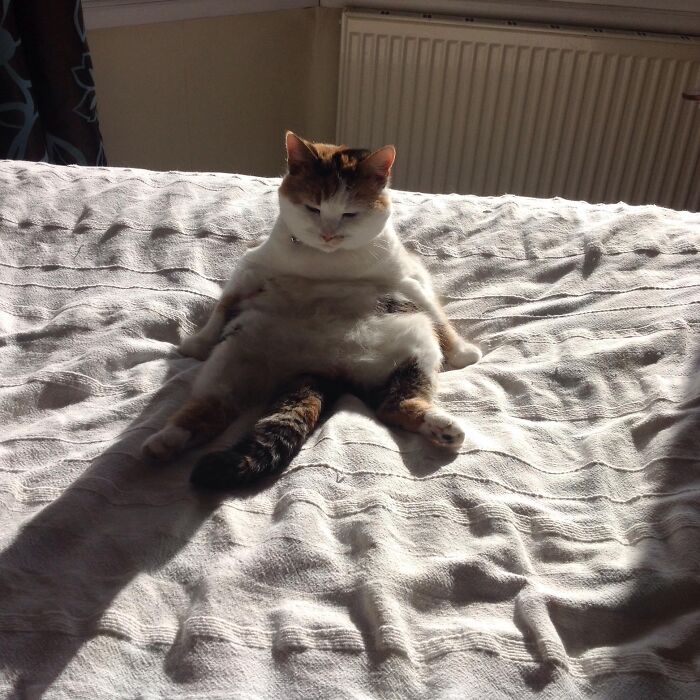 Miss Buttons Practicing Feline Yoga