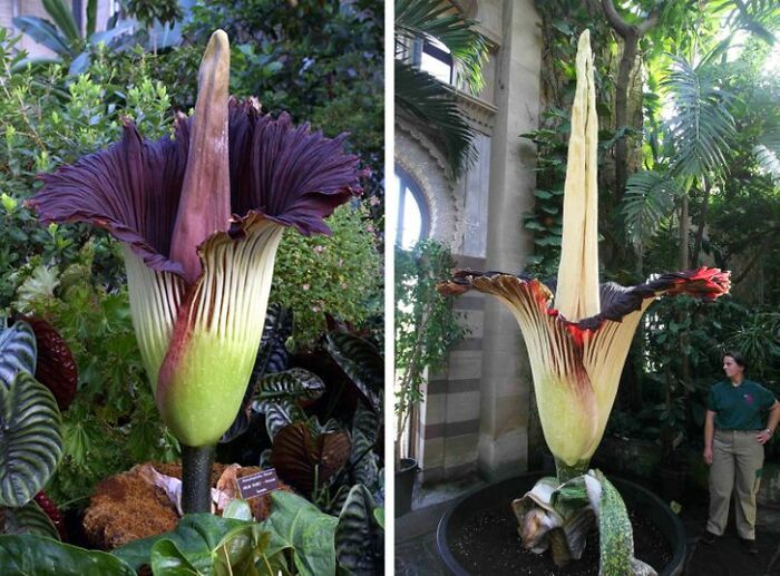 14 Strange Plants That Prove We Could Be Living On A Alien Planet 14 Strange Plants That Prove We Could Be Living On A Alien Planet