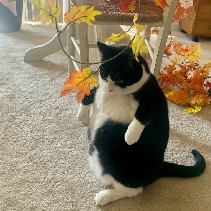 This Chonky Cat Is Going Viral For Standing Like A Penguin This Chonky Cat Is Going Viral For Standing Like A Penguin