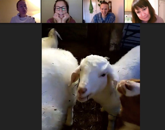 Farm Rents Their Goats For Zoom Conference Calls For $7/5 mins, Raises $68k Farm Rents Their Goats For Zoom Conference Calls For $7/5 mins, Raises $68k