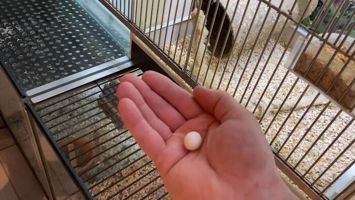 Man Finds An Abandoned Parrot Egg And Hatches It Into An Adorable Budgie Man Finds An Abandoned Parrot Egg And Hatches It Into An Adorable Budgie