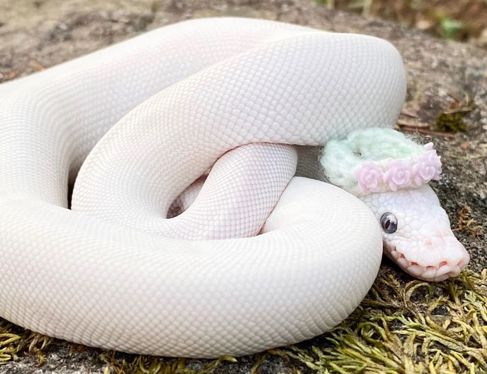 White snake wearing a small decorative hat with flowers, coiled on a rock, part of the hats-on-snakes community celebration.