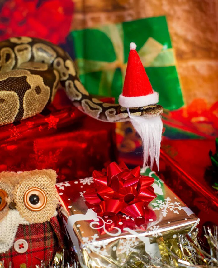 Snake wearing a Santa hat on Christmas gifts and an owl decoration.
