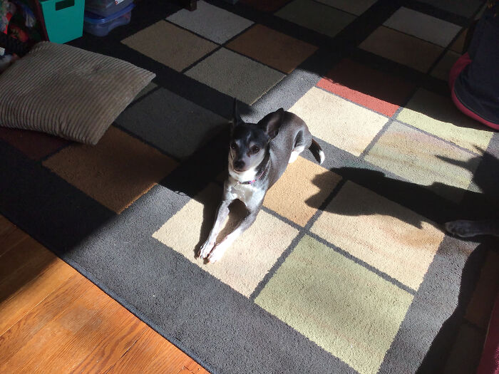 This Is Mojo! He Just Turned 13 And Is A Little Brat Who Barks When He Doesn’t Get What He Wants. We Love Him Tho.