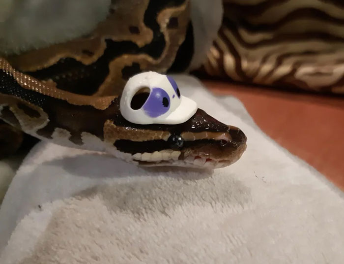  "Hank Is Too Kool For Skool"