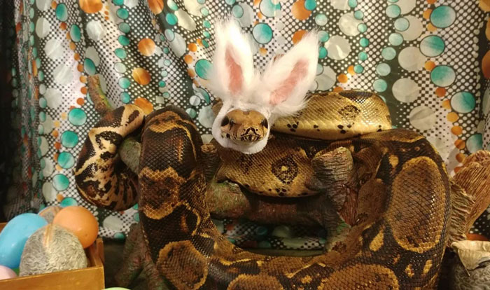 Snake wearing a bunny hat surrounded by colorful decorations, showcasing the quirky snake hats trend.
