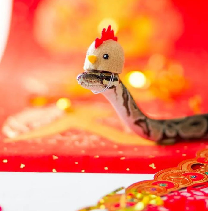 Snake with a tiny chicken hat on a vibrant red background, showcasing a playful hat trend.