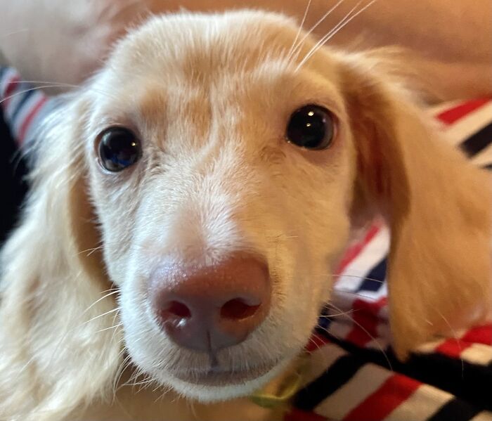 Hunky Hank A Rags To Riches Dachshund.