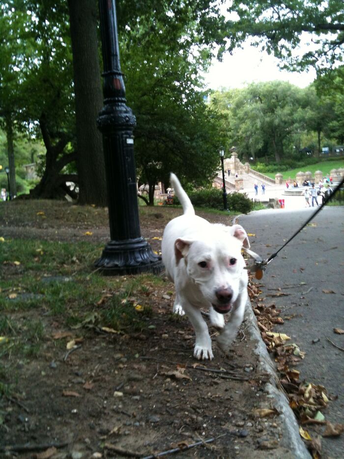 43 People Share How They Accidentally Conditioned Their Pets To Learn Unusual Skills Or Habits